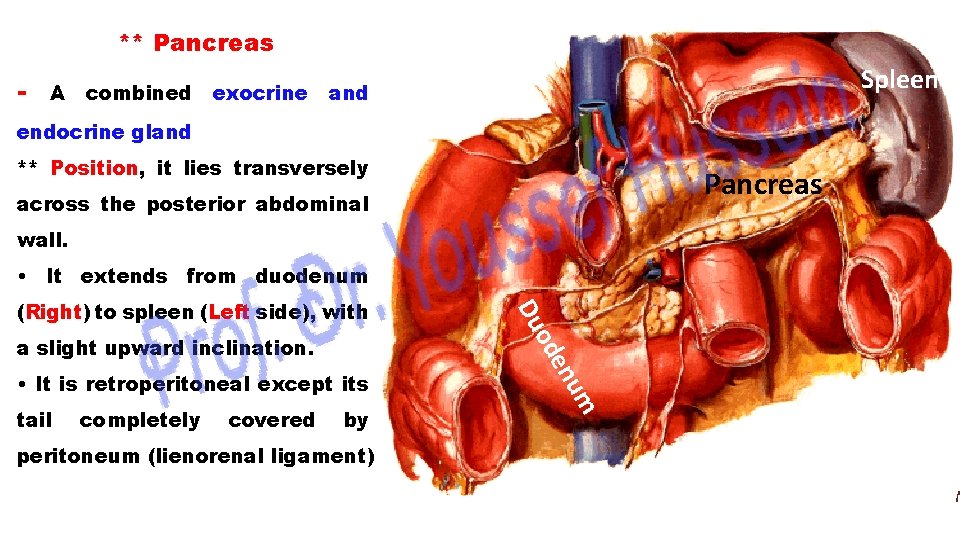 ** Pancreas - A combined exocrine Spleen and endocrine gland ** Position, it lies