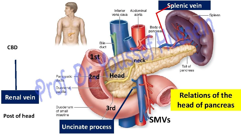 Splenic vein CBD 1 st 2 nd neck Head Relations of the head of