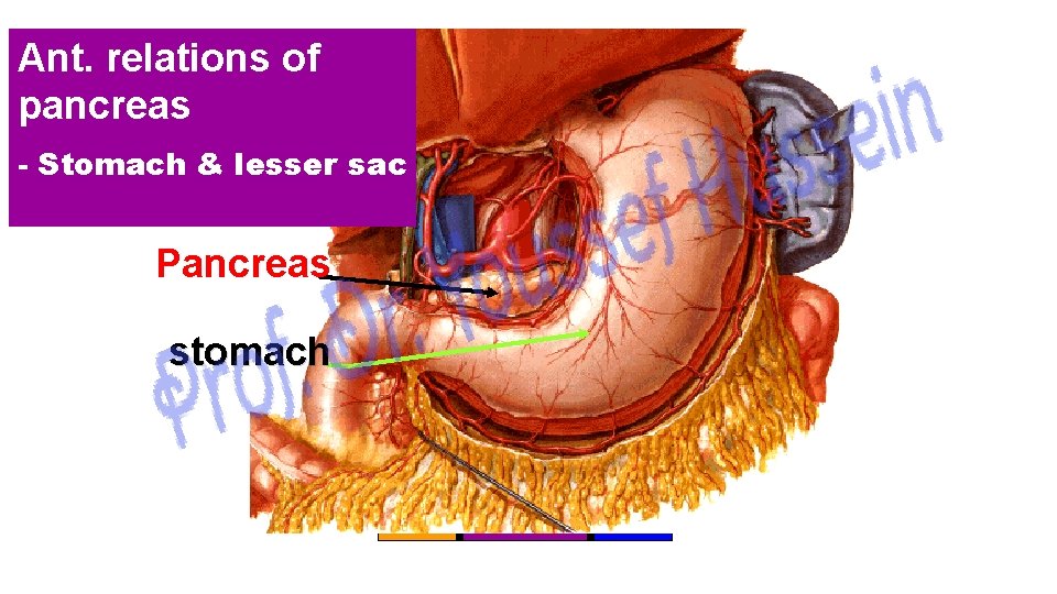 Ant. relations of pancreas - Stomach & lesser sac Pancreas stomach Epigastric Left hypochondriac