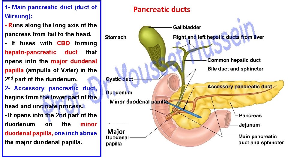 1 - Main pancreatic duct (duct of Wirsung); - Runs along the long axis