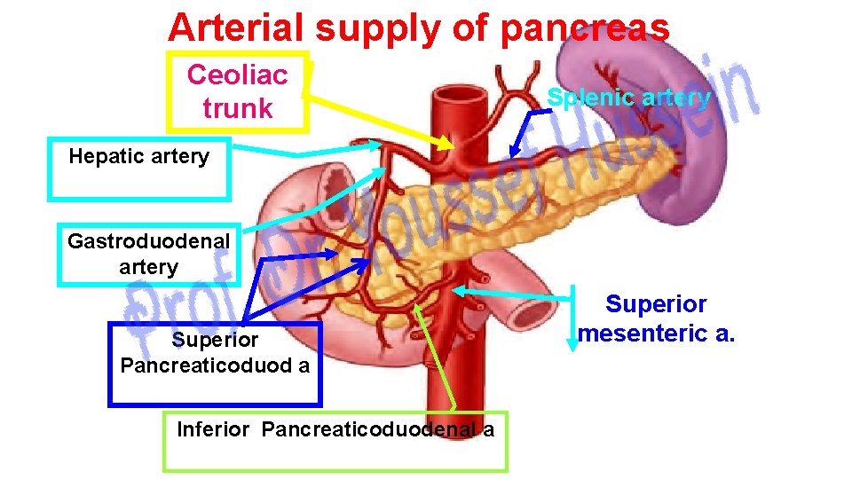 Arterial supply of pancreas Ceoliac trunk Splenic artery Hepatic artery Gastroduodenal artery Superior Pancreaticoduod