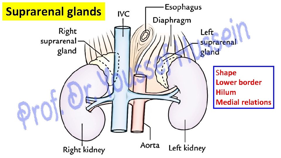 Suprarenal glands Shape Lower border Hilum Medial relations 