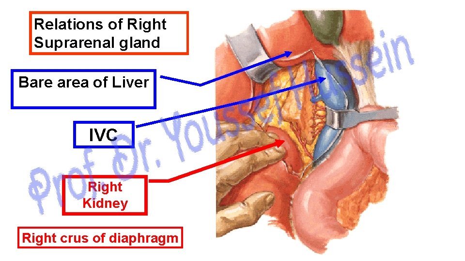 Relations of Right Suprarenal gland Bare area of Liver IVC Right Kidney Right crus