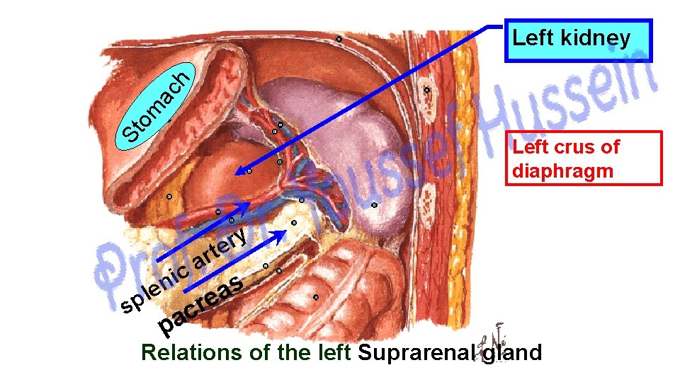 St om ac h Left kidney Left crus of diaphragm s i n e