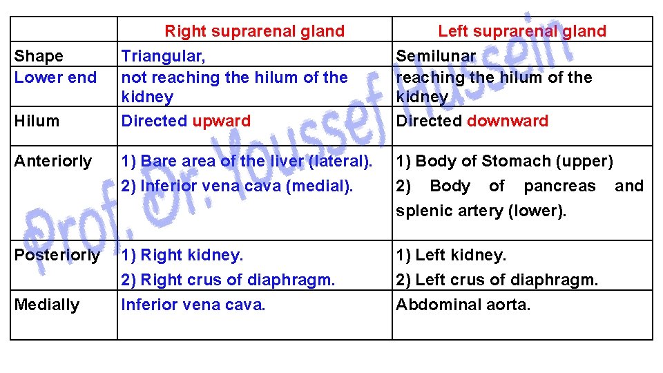 Right suprarenal gland Triangular, not reaching the hilum of the kidney Directed upward Left