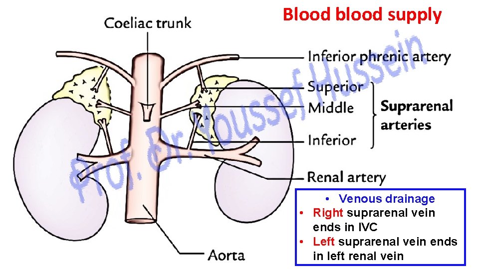 Blood blood supply • Venous drainage • Right suprarenal vein ends in IVC •