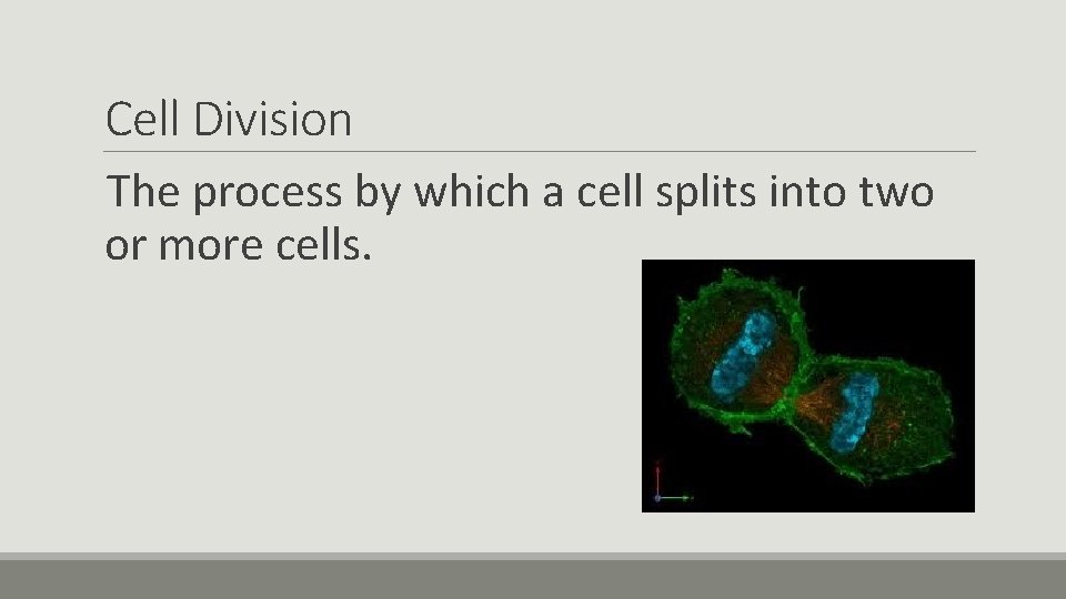 Cell Division The process by which a cell splits into two or more cells.
