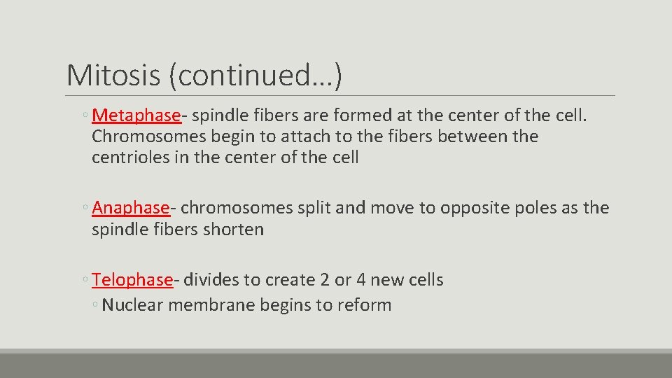 Mitosis (continued…) ◦ Metaphase- spindle fibers are formed at the center of the cell.
