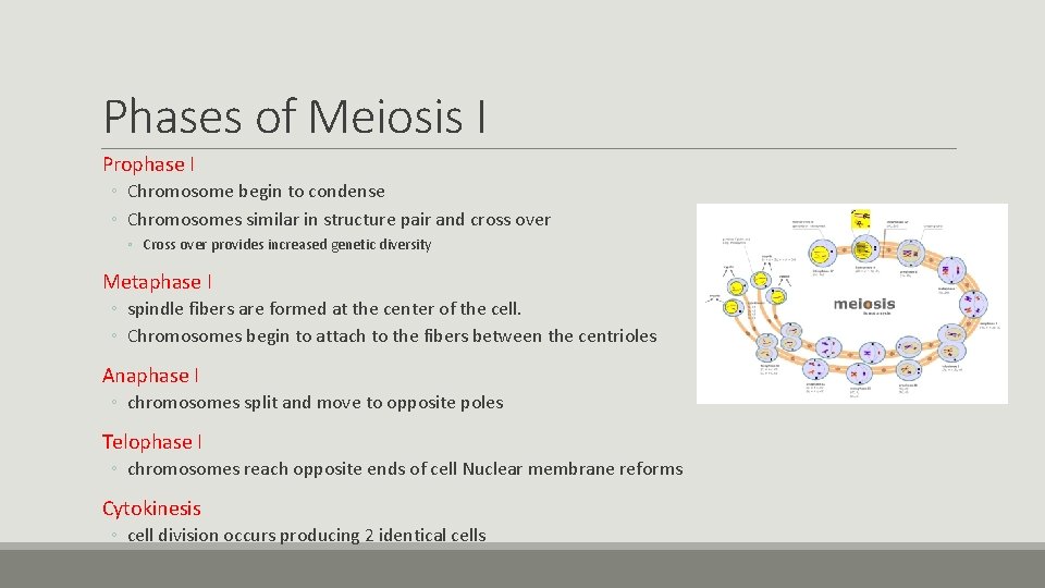 Phases of Meiosis I Prophase I ◦ Chromosome begin to condense ◦ Chromosomes similar