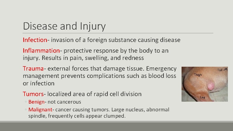 Disease and Injury Infection- invasion of a foreign substance causing disease Inflammation- protective response