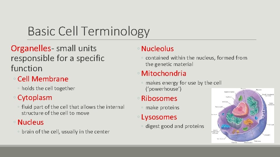 Basic Cell Terminology Organelles- small units responsible for a specific function ◦ Cell Membrane