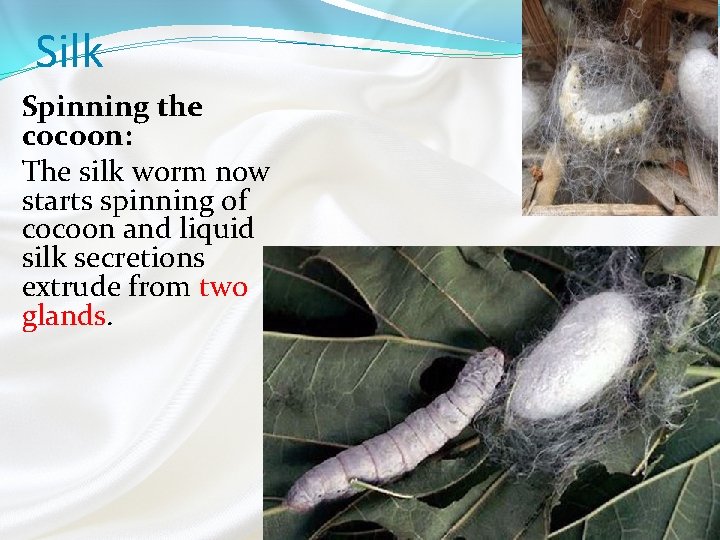 Silk Spinning the cocoon: The silk worm now starts spinning of cocoon and liquid