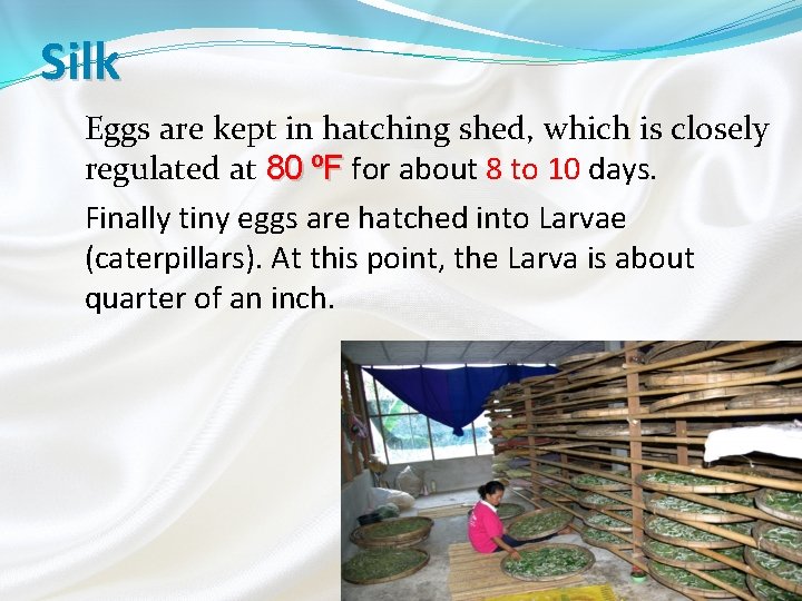 Silk Eggs are kept in hatching shed, which is closely regulated at 80 ⁰F