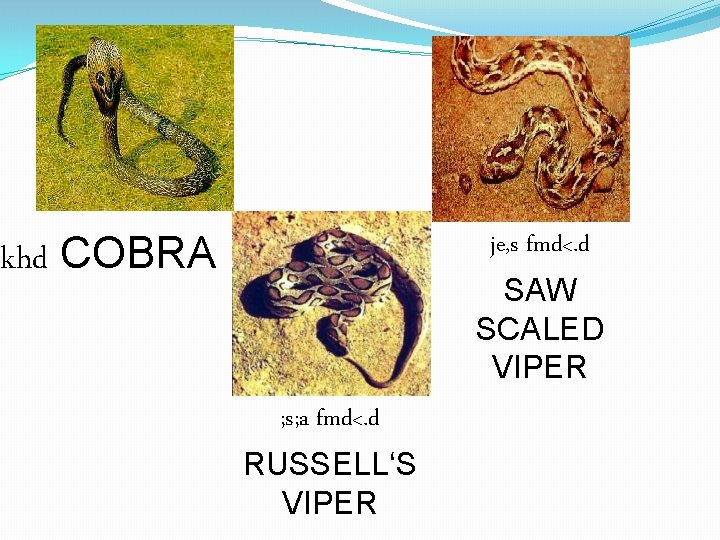 khd COBRA je, s fmd<. d SAW SCALED VIPER ; s; a fmd<. d