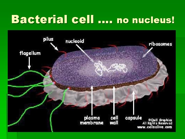 Bacterial cell …. no nucleus! 