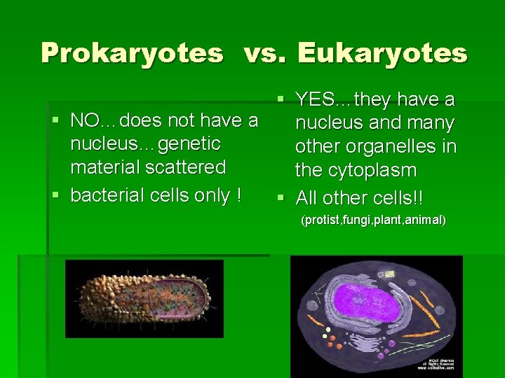 Prokaryotes vs. Eukaryotes § YES…they have a § NO…does not have a nucleus and