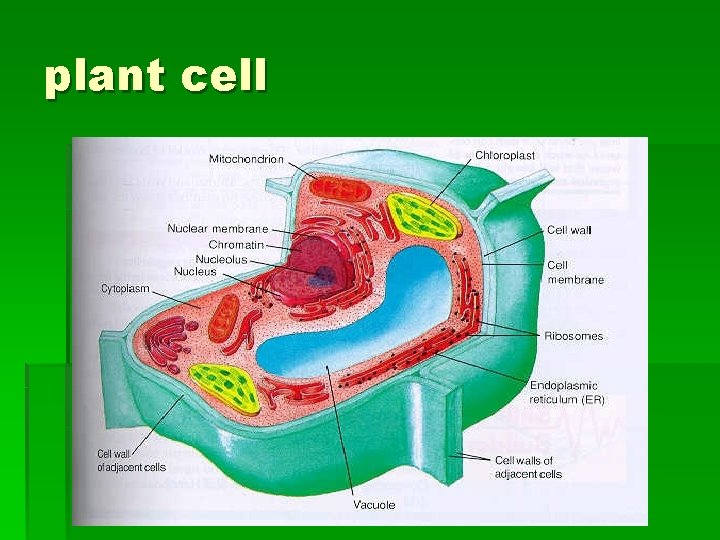 plant cell 