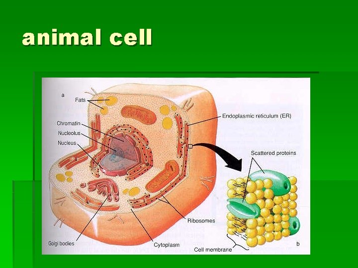 animal cell 