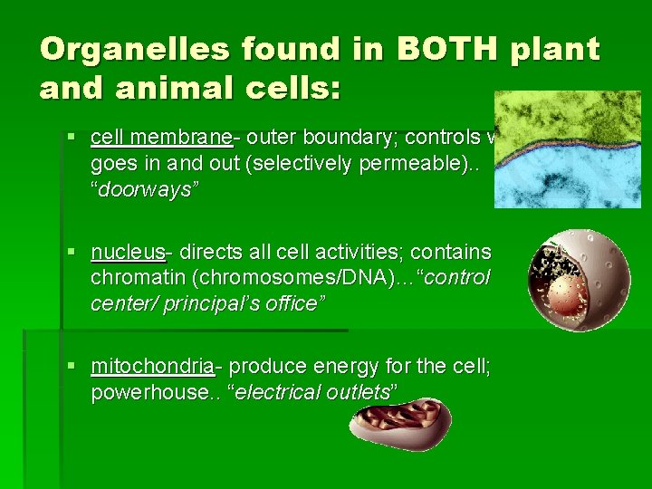 Organelles found in BOTH plant and animal cells: § cell membrane- outer boundary; controls