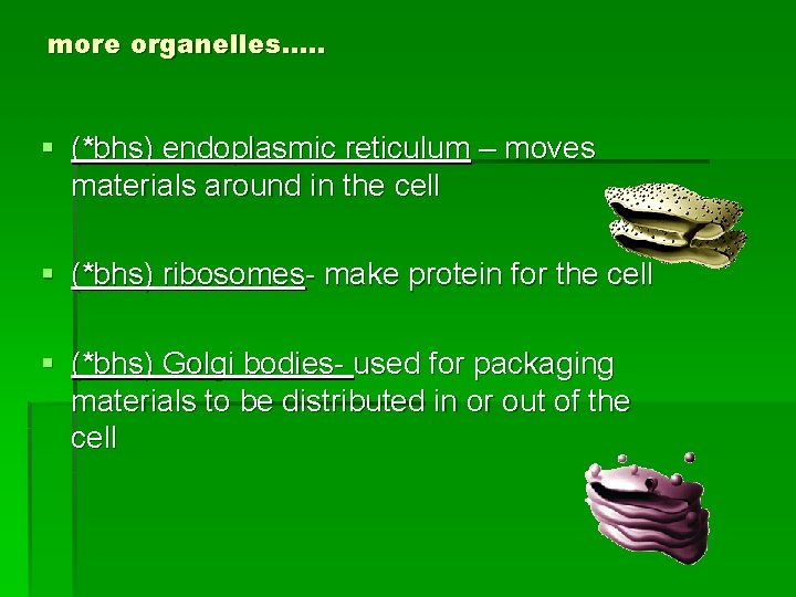 more organelles…. . § (*bhs) endoplasmic reticulum – moves materials around in the cell
