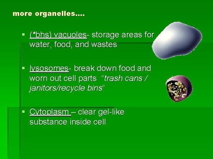 more organelles…. § (*bhs) vacuoles- storage areas for water, food, and wastes § lysosomes-
