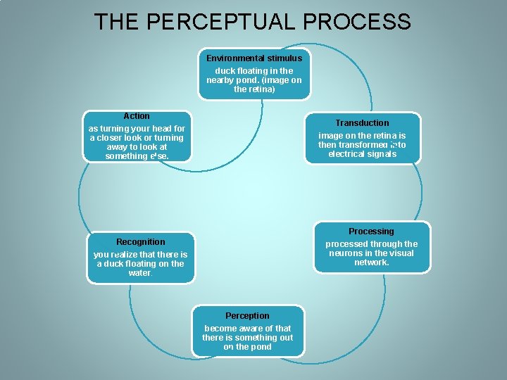 THE PERCEPTUAL PROCESS Environmental stimulus duck floating in the nearby pond. (image on the THE PERCEPTUAL PROCESS Environmental stimulus duck floating in the nearby pond. (image on the