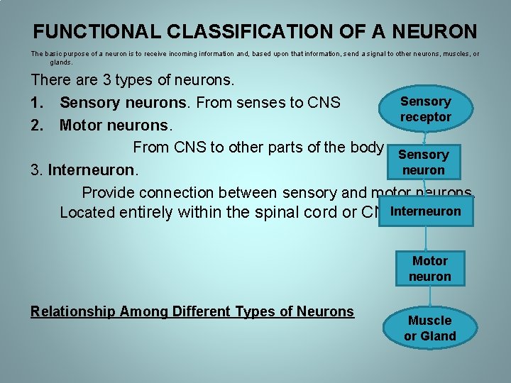 FUNCTIONAL CLASSIFICATION OF A NEURON The basic purpose of a neuron is to receive FUNCTIONAL CLASSIFICATION OF A NEURON The basic purpose of a neuron is to receive