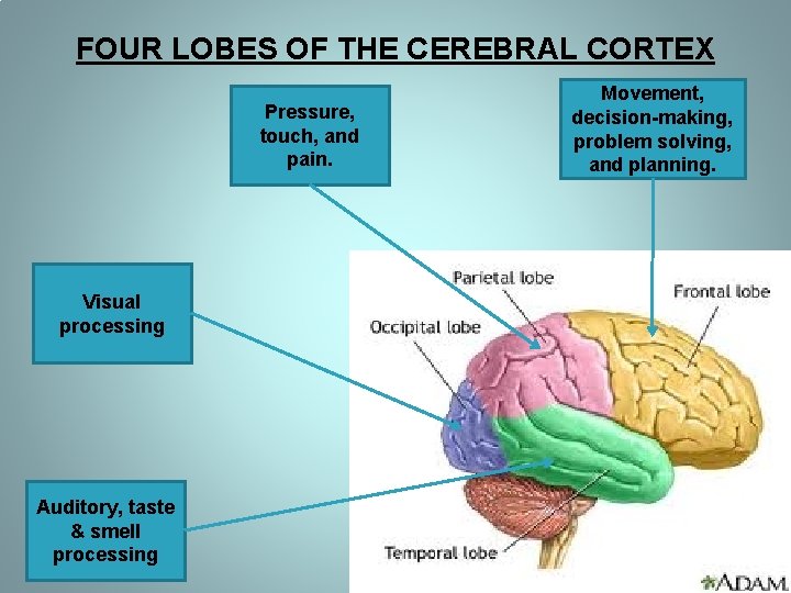 FOUR LOBES OF THE CEREBRAL CORTEX Pressure, touch, and pain. Visual processing Auditory, taste FOUR LOBES OF THE CEREBRAL CORTEX Pressure, touch, and pain. Visual processing Auditory, taste