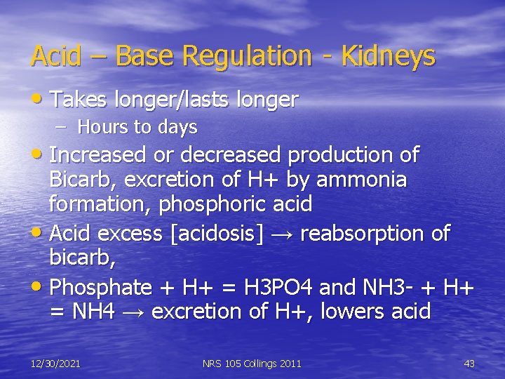 Acid – Base Regulation - Kidneys • Takes longer/lasts longer – Hours to days