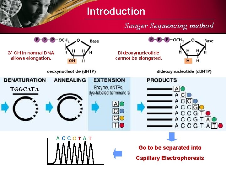 Introduction Sanger Sequencing method 3’-OH in normal DNA allows elongation. Dideoxynucleotide cannot be elongated.