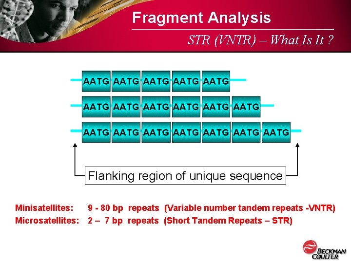 Fragment Analysis STR (VNTR) – What Is It ? Minisatellites: 9 - 80 bp