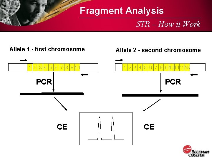 Fragment Analysis STR – How it Work Allele 1 - first chromosome 1 2