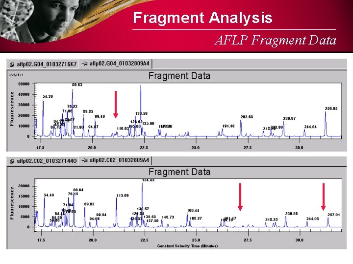 Fragment Analysis AFLP Fragment Data 