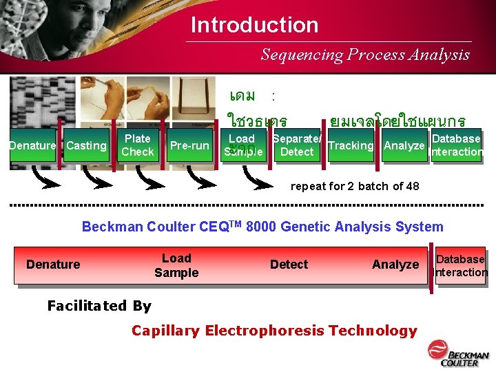 Introduction Sequencing Process Analysis Denature Casting Plate Check Pre-run เดม : ใชวธเตร ยมเจลโดยใชแผนกร Load