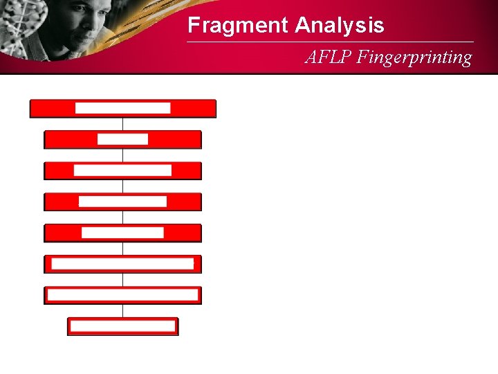 Fragment Analysis AFLP Fingerprinting 
