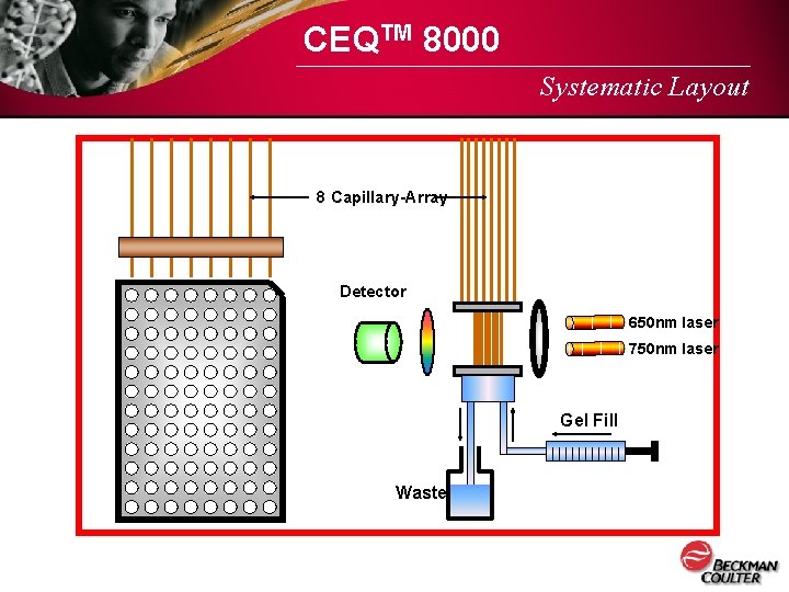 CEQTM 8000 Systematic Layout 8 Capillary-Array Detector 650 nm laser 750 nm laser Gel