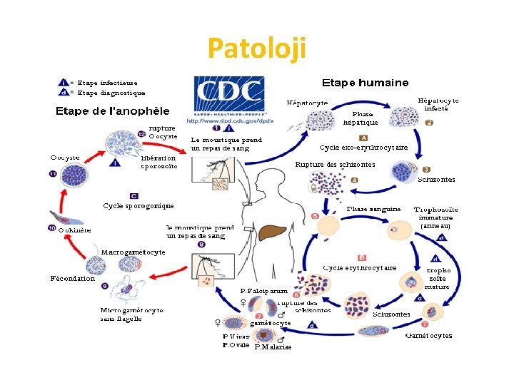 Patoloji 