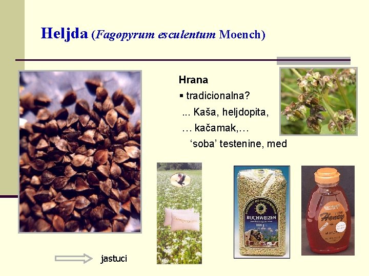 Heljda (Fagopyrum esculentum Moench) Hrana § tradicionalna? . . . Kaša, heljdopita, … kačamak,