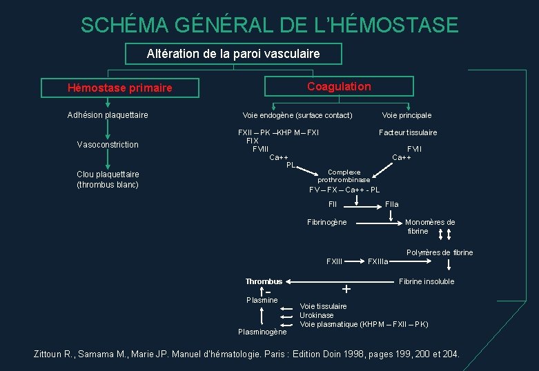 SCHÉMA GÉNÉRAL DE L’HÉMOSTASE Altération de la paroi vasculaire Coagulation Hémostase primaire Adhésion plaquettaire