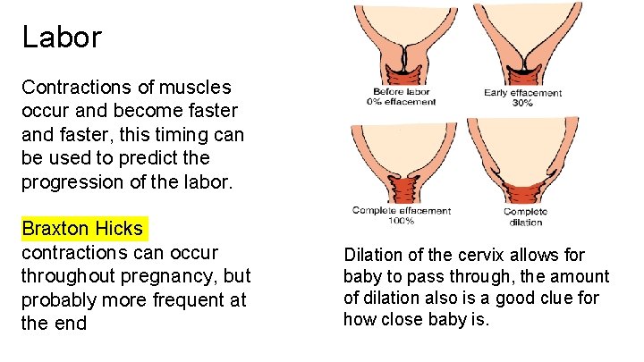 Labor Contractions of muscles occur and become faster and faster, this timing can be