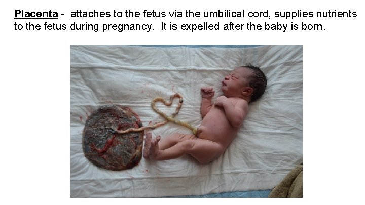 Placenta - attaches to the fetus via the umbilical cord, supplies nutrients to the