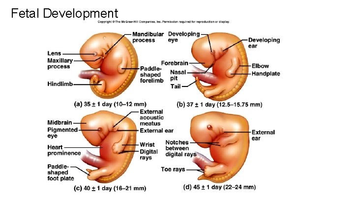 Fetal Development 