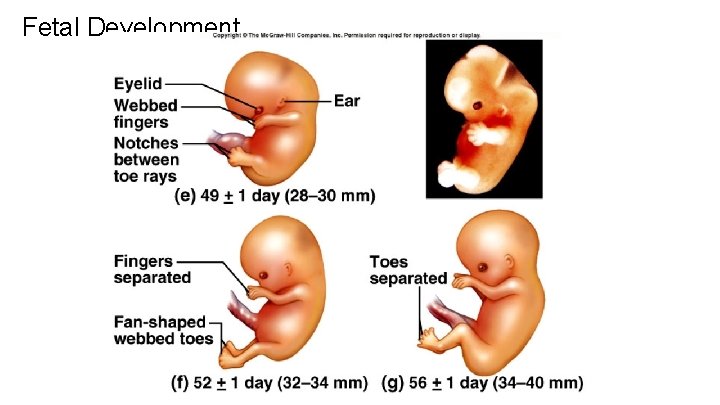 Fetal Development 