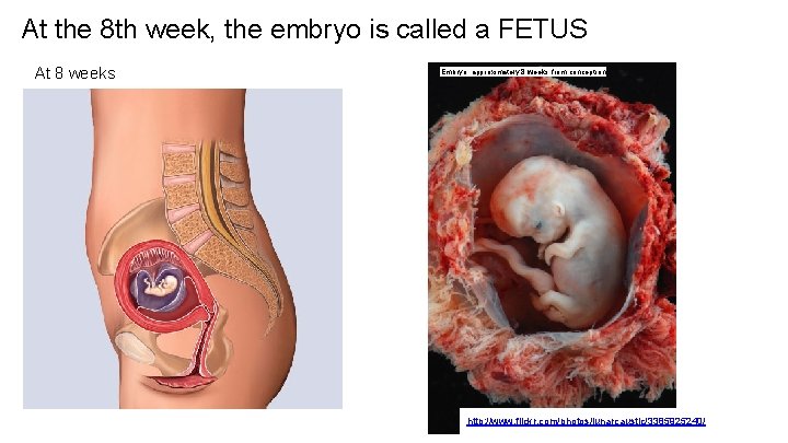 At the 8 th week, the embryo is called a FETUS At 8 weeks