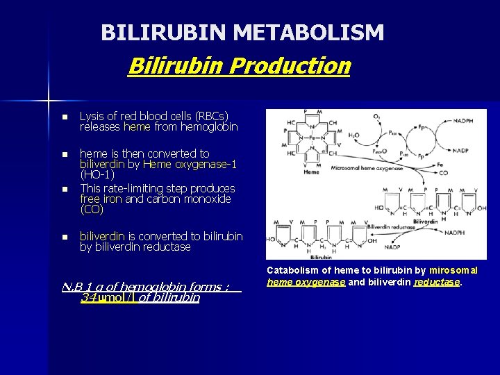 BILIRUBIN METABOLISM Bilirubin Production n Lysis of red blood cells (RBCs) releases heme from