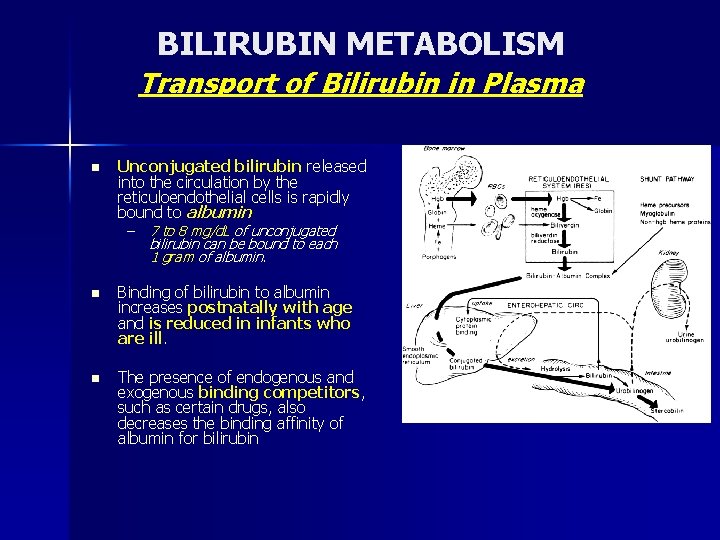 BILIRUBIN METABOLISM Transport of Bilirubin in Plasma n Unconjugated bilirubin released into the circulation