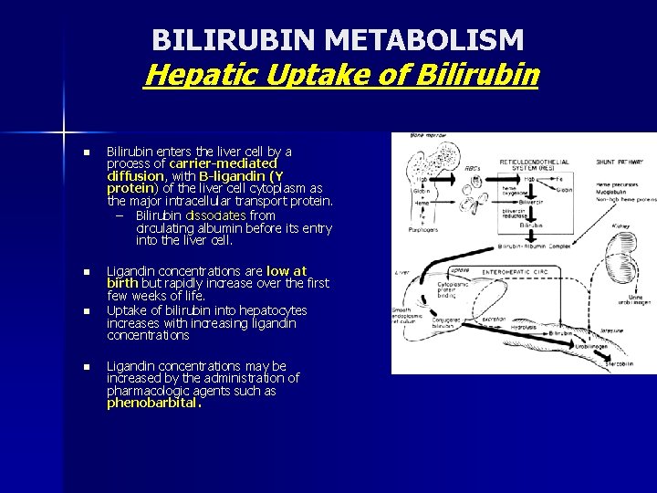 BILIRUBIN METABOLISM Hepatic Uptake of Bilirubin n Bilirubin enters the liver cell by a