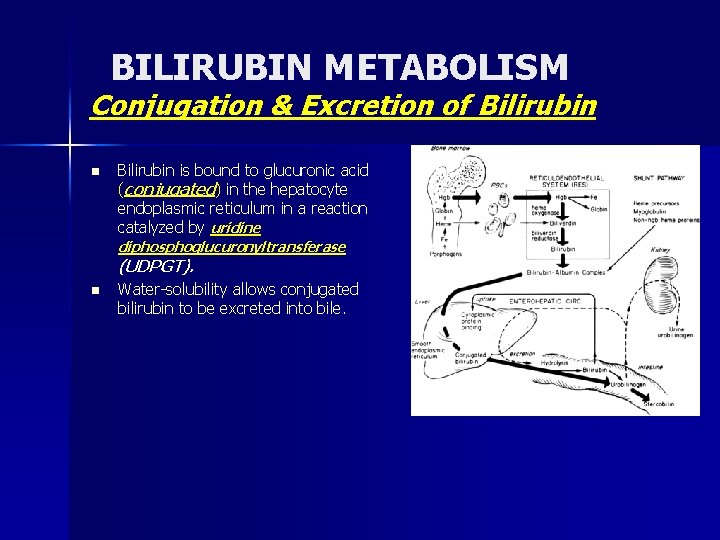 BILIRUBIN METABOLISM Conjugation & Excretion of Bilirubin n Bilirubin is bound to glucuronic acid