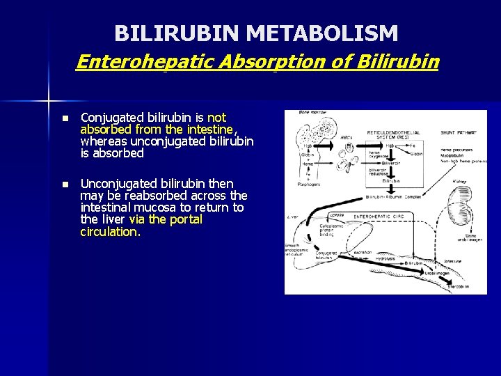BILIRUBIN METABOLISM Enterohepatic Absorption of Bilirubin n Conjugated bilirubin is not absorbed from the