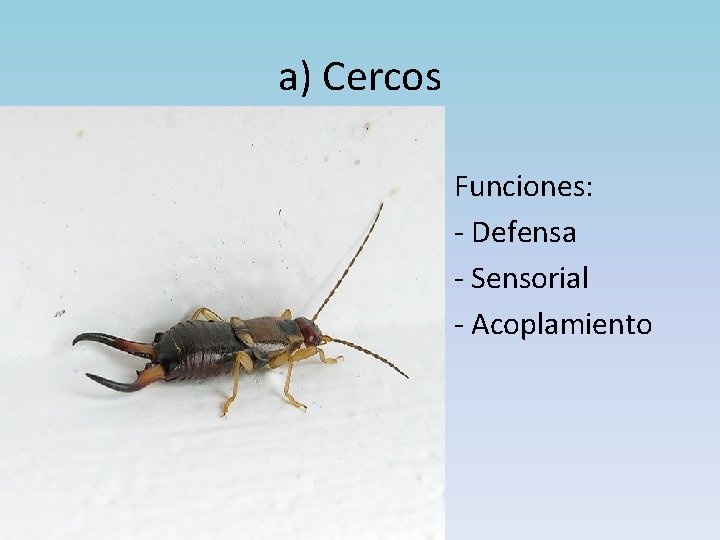 a) Cercos • • Funciones: - Defensa - Sensorial - Acoplamiento 